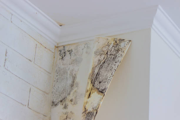 Best Residential Mold Inspection & Testing  in Highland Park, NJ